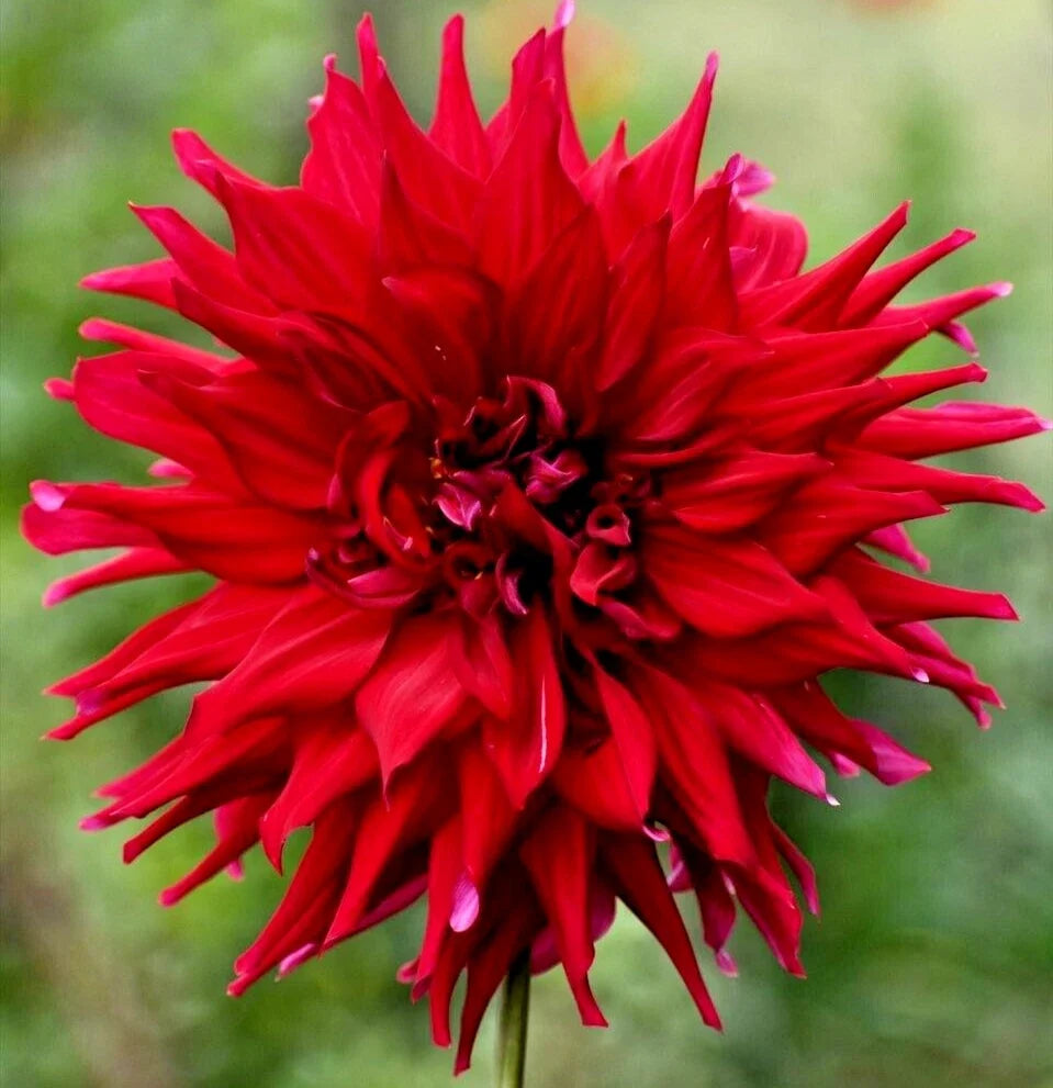 Dahlia 'Holly Huston' Live Plant Tuber – Red Semi-Cactus Flowers, 8" Blooms, Full Sun, Easy to Grow