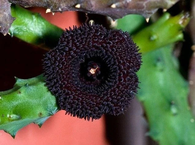 Huernia Pendurata Succulent Plant in 3.5" Pot | Rooted Starfish Flower Variety | Easy Care Indoor or Outdoor Plant