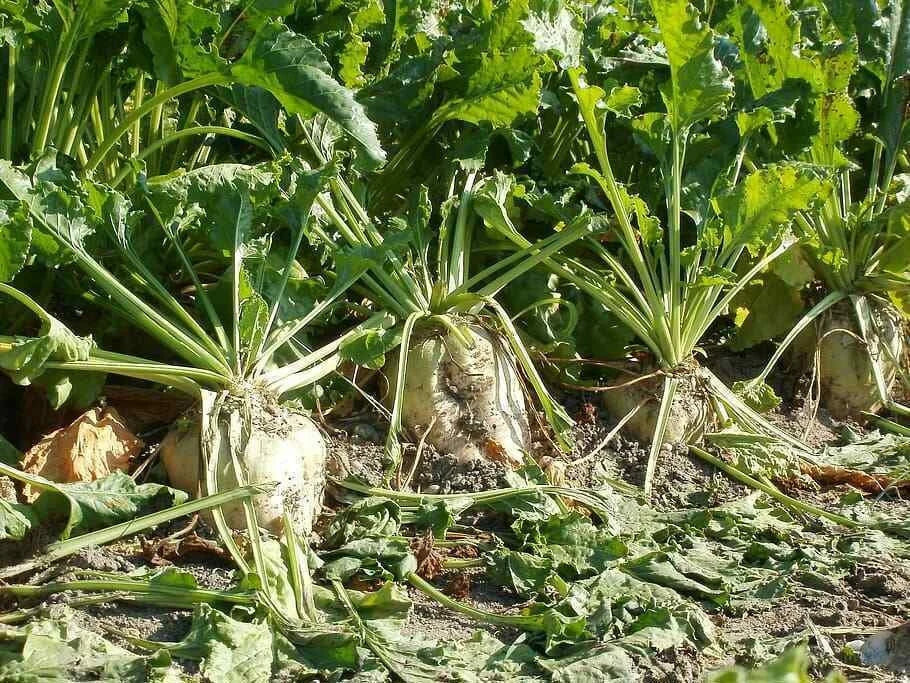 Sugar Beet Seeds - Heirloom Non-GMO Beta vulgaris, 100 Seeds Packet, Full Sun, Nutrient-Rich, Easy to Grow, Tracking Included