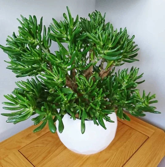 Skinny Fingers Jade Plant Cuttings or Rooted Succulent Crassula Ovata with Multiple Branches