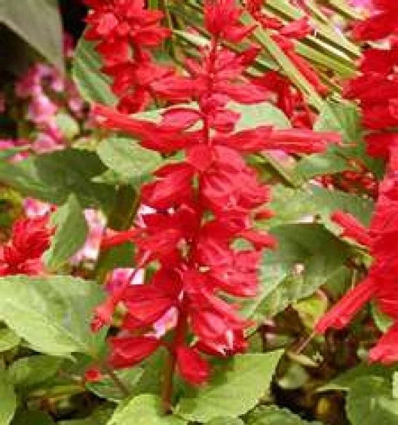 Scarlet Sage Seeds - 50 Pack, Vibrant Red Flowers, Salvia splendens, Easy to Grow Annual for Garden Beds & Containers
