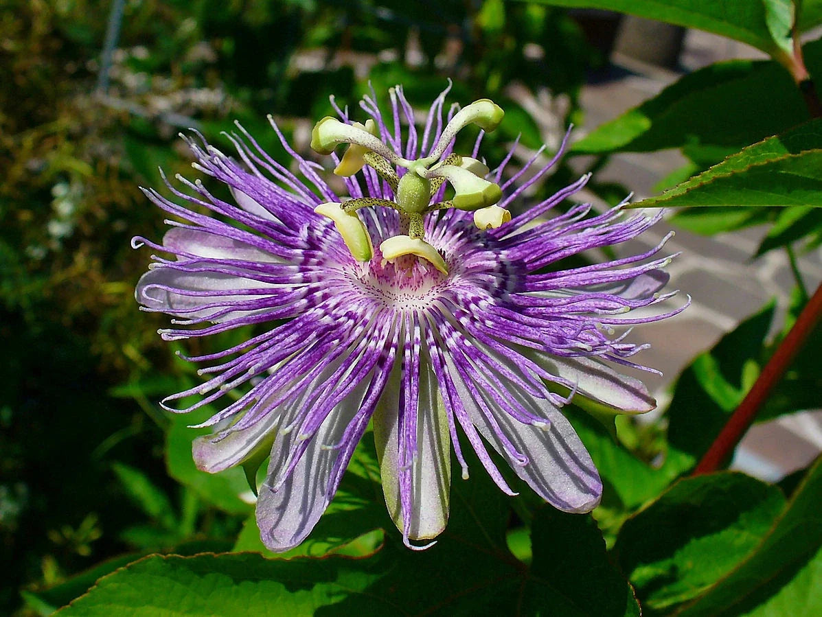 Maypop Purple Passion Passiflora Incarnata Seeds – Edible Fruit, Cold Hardy Climbing Vine, Pollinator Attractant, 10 Seeds