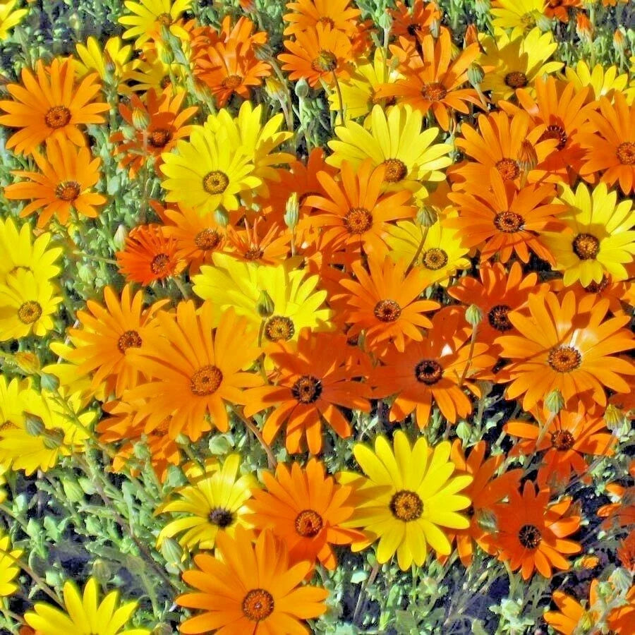 African Daisy Seeds - 200+ Pack, Drought & Heat Tolerant, Flowering Annual for Garden & Container, Osteospermum