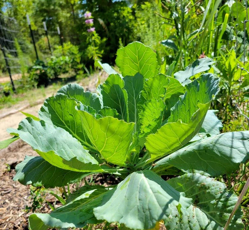 Organic Collard Greens Seeds - 25 Pack - Brassica oleracea var. viridis - Florida Grown, Heirloom, Non-GMO, Vegetable Seeds