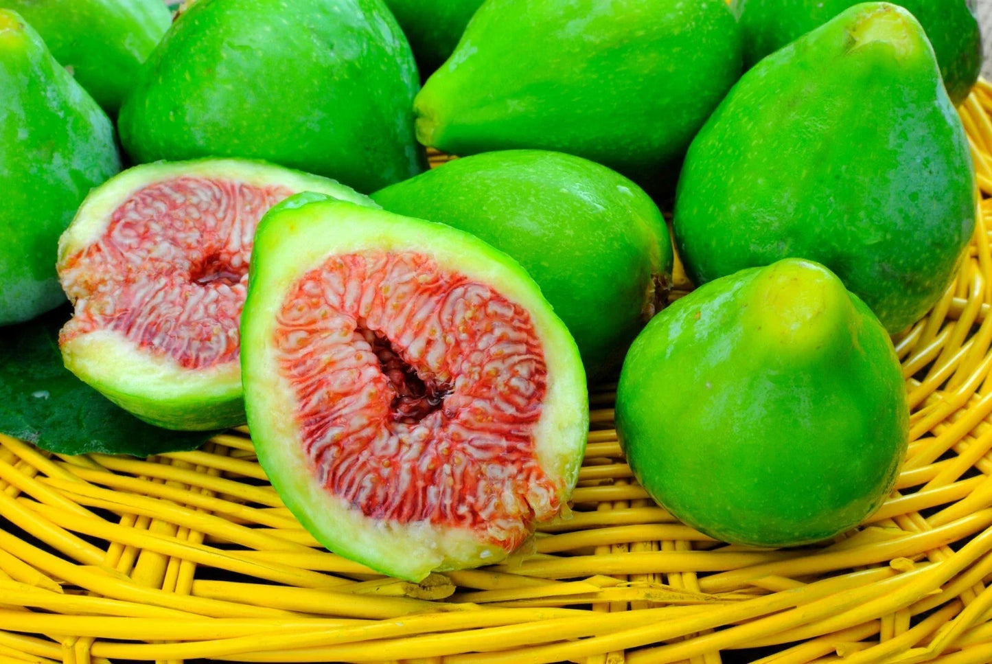 Desert King Fig Cuttings - 5 Unrooted Ficus carica Propagation Plants - Hardy to 5°F
