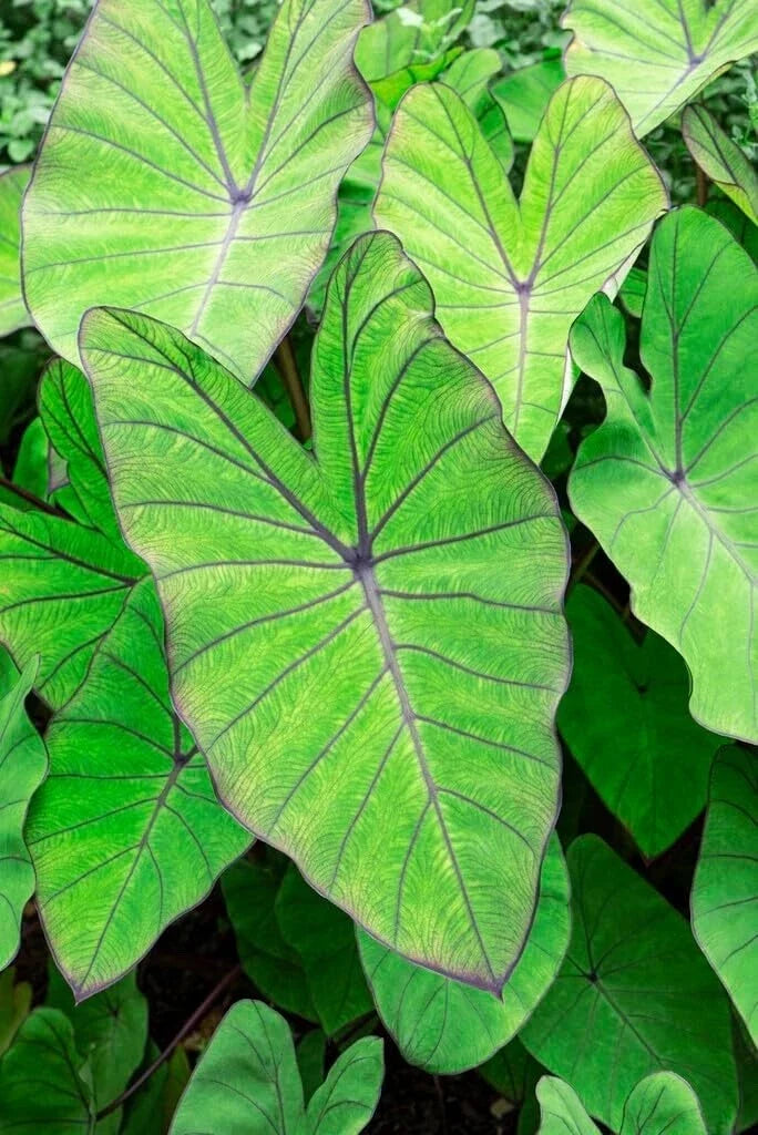 Blue Hawaii Elephant Ear Bulbs - Large Colocasia Esculenta for Tropical Garden, Exotic Foliage, Landscape Planting