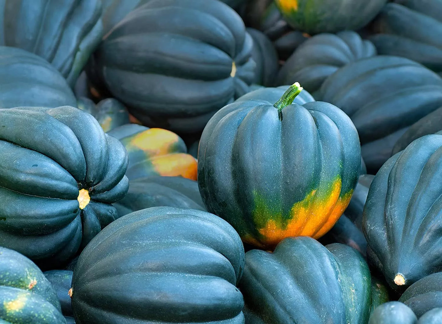 Acorn Squash Seeds - 50 Pack - King Table Variety - Cucurbita pepo - Nutritious & Easy to Grow