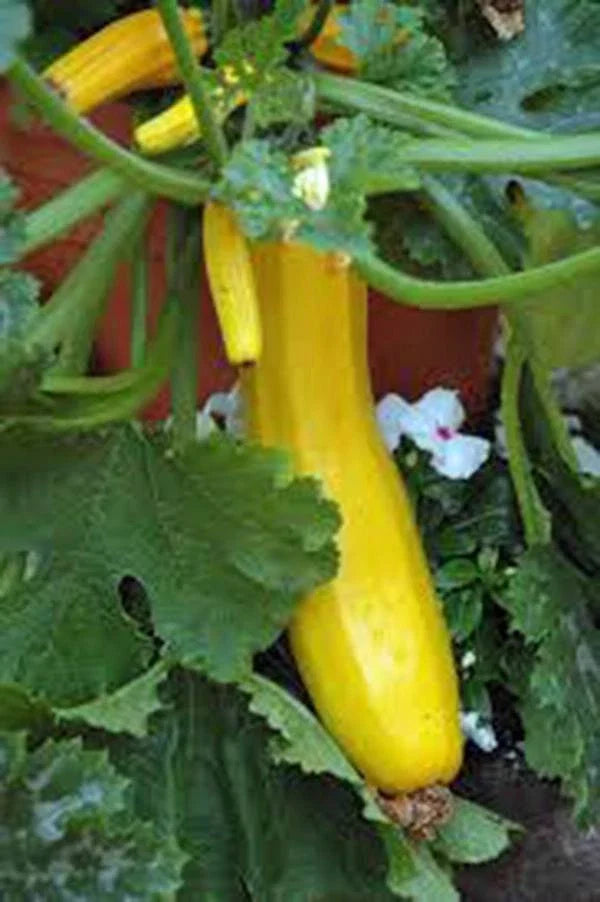 Squash Seed Pack 500 Early Prolific Straight Neck Cucurbita pepo Heirloom Non-GMO Gardening