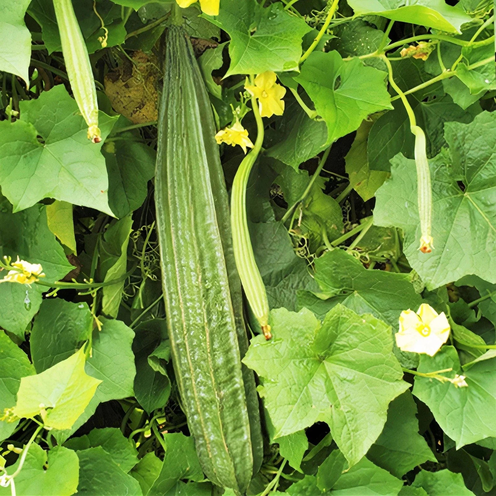 Buab Liam Angled Luffa Gourd Seeds – Ridged Gourd, Edible, Climbing Vine, Luffa acutangula, 20 Seeds Pack