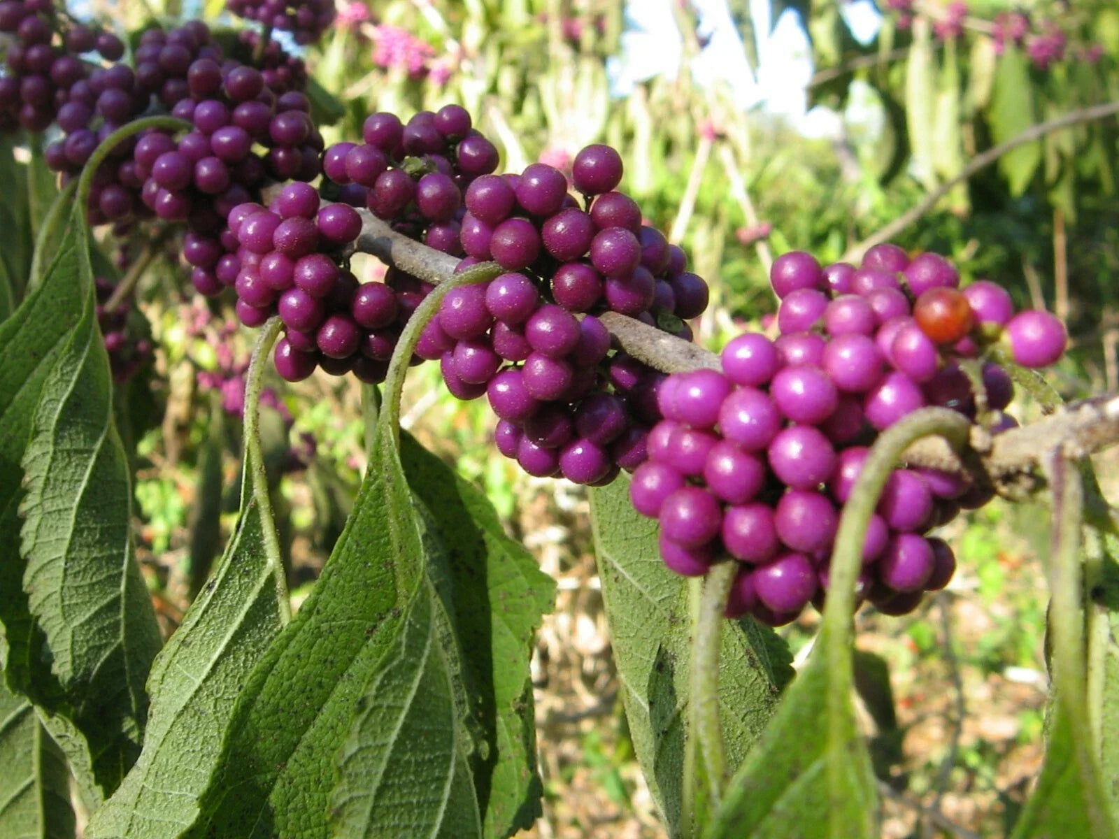 American Beautyberry Seeds 30 Pack, Callicarpa americana, Purple Berries, Native Wildlife Garden Plant