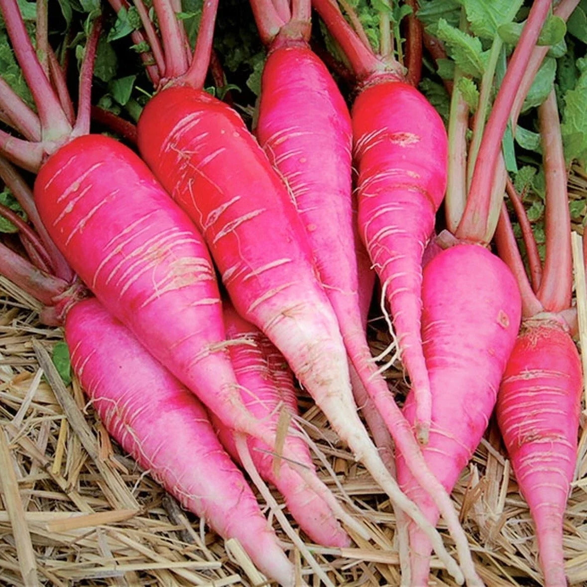 China Rose Radish Seeds - Pink, Red & White Vegetable Seeds for Garden, Raphanus sativus, Heirloom, Fast-Growing, Non-GMO