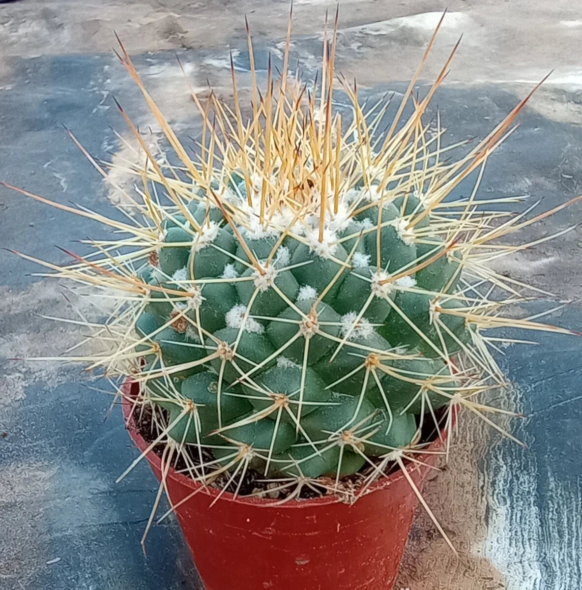Mammillaria Johnstonii Forma Longispina Cactus - Unique Wiry Gold Spines on Blue Tubercles - Potted Succulent Plant
