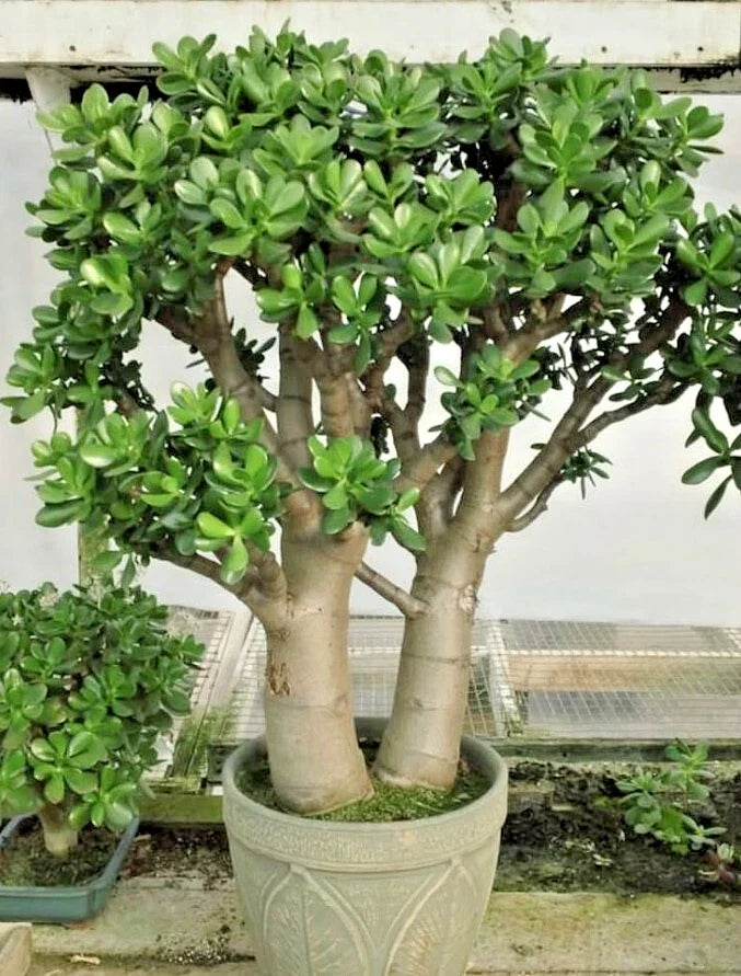 Crassula Ovata Jade Plant Succulent - 2in Pot, Live Indoor Outdoor, Low Maintenance, Fully Rooted, Prosperity Gift