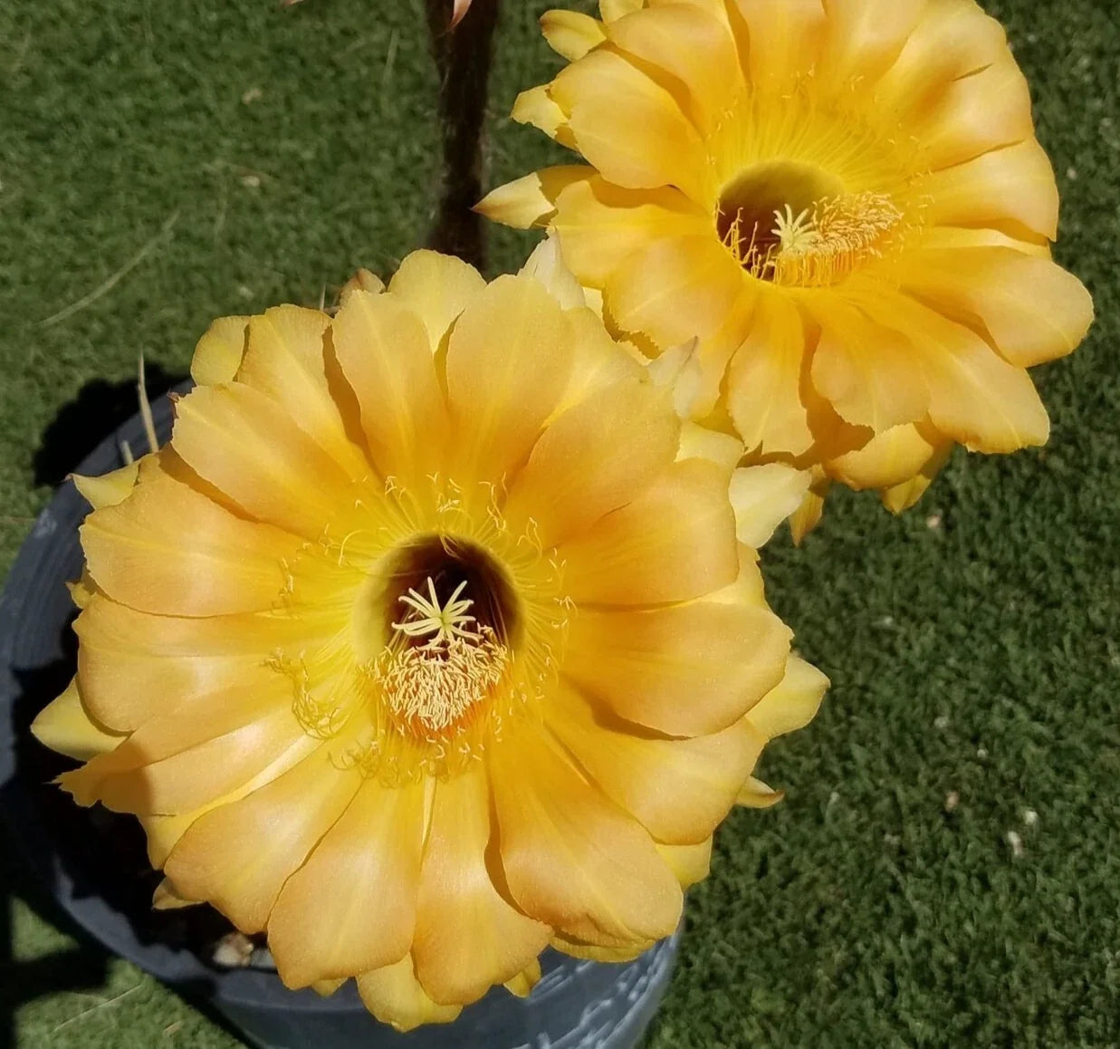 Blooming Cactus Plant - Rooted Offset - High Noon Echinopsis Hybrid - Drought-Resistant Succulent for Indoor & Outdoor Gardens