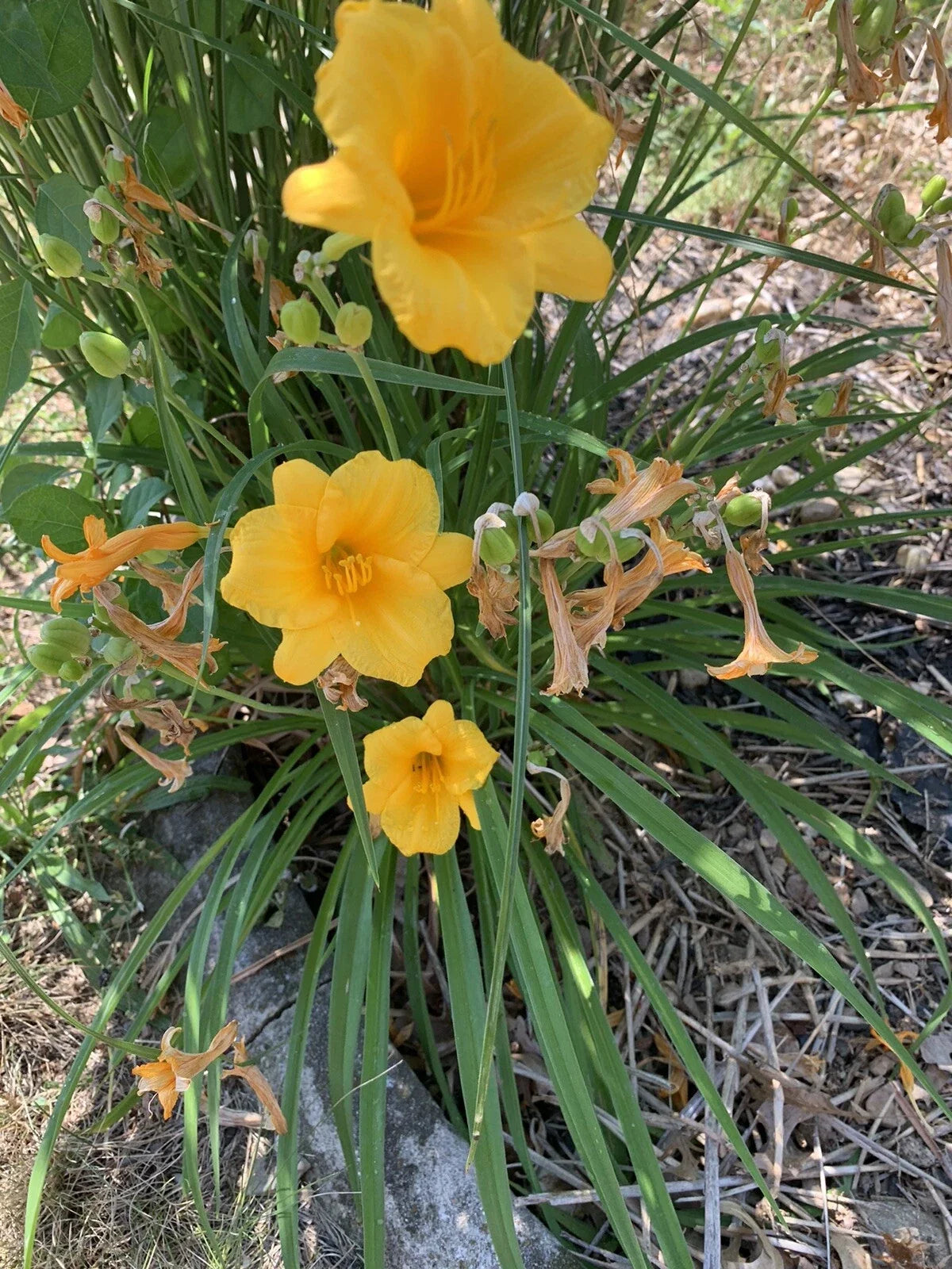 Live Daylily Plants - 5 Bare Root Yellow Stella de Oro Hemerocallis Flowers for Garden, Border, Container