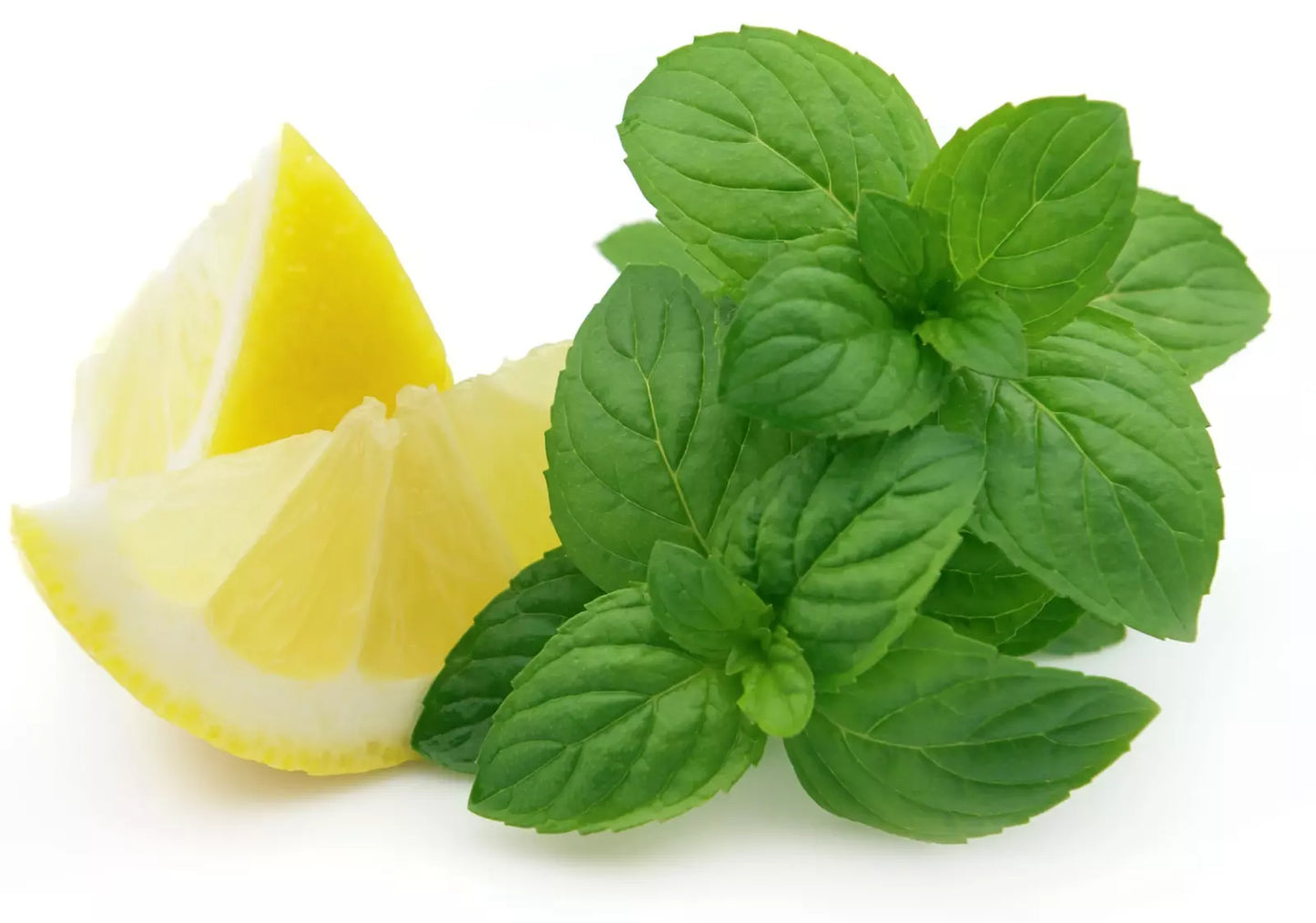 Lemon Mint Seeds - Organic Heirloom Monarda citriodora Herb for Gardens - 500+ Non-GMO Aromatic Seeds