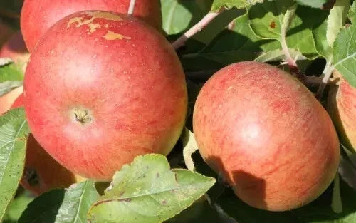 Chisel Jersey Apple Seeds - 25+ Pack for Home Garden Planting - Malus domestica 'Chisel Jersey' - Non-GMO, Easy Grow