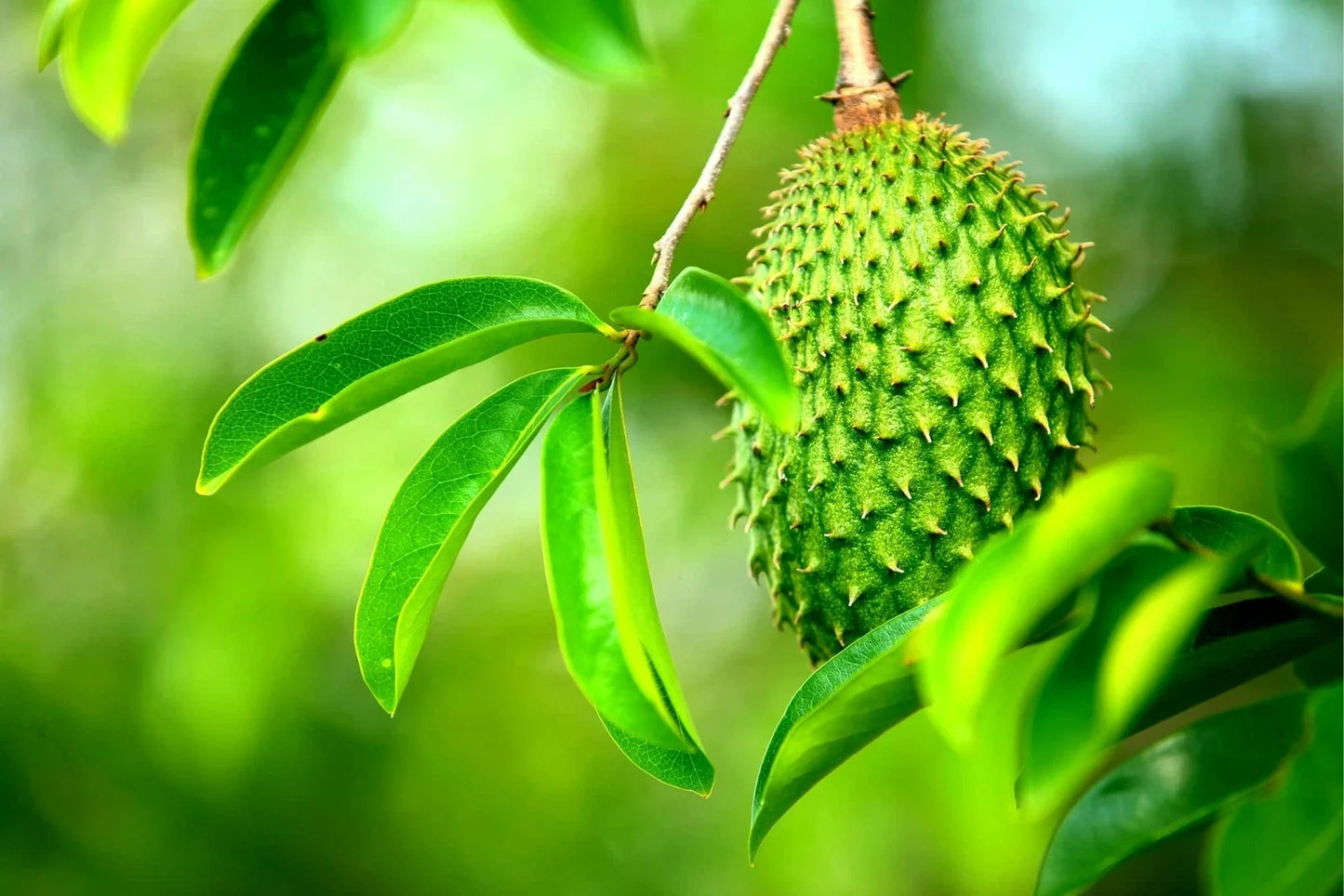Soursop Fruit Tree Seeds - Annona muricata - Tropical Exotic Fruit Planting - 6 Seeds for Home Garden