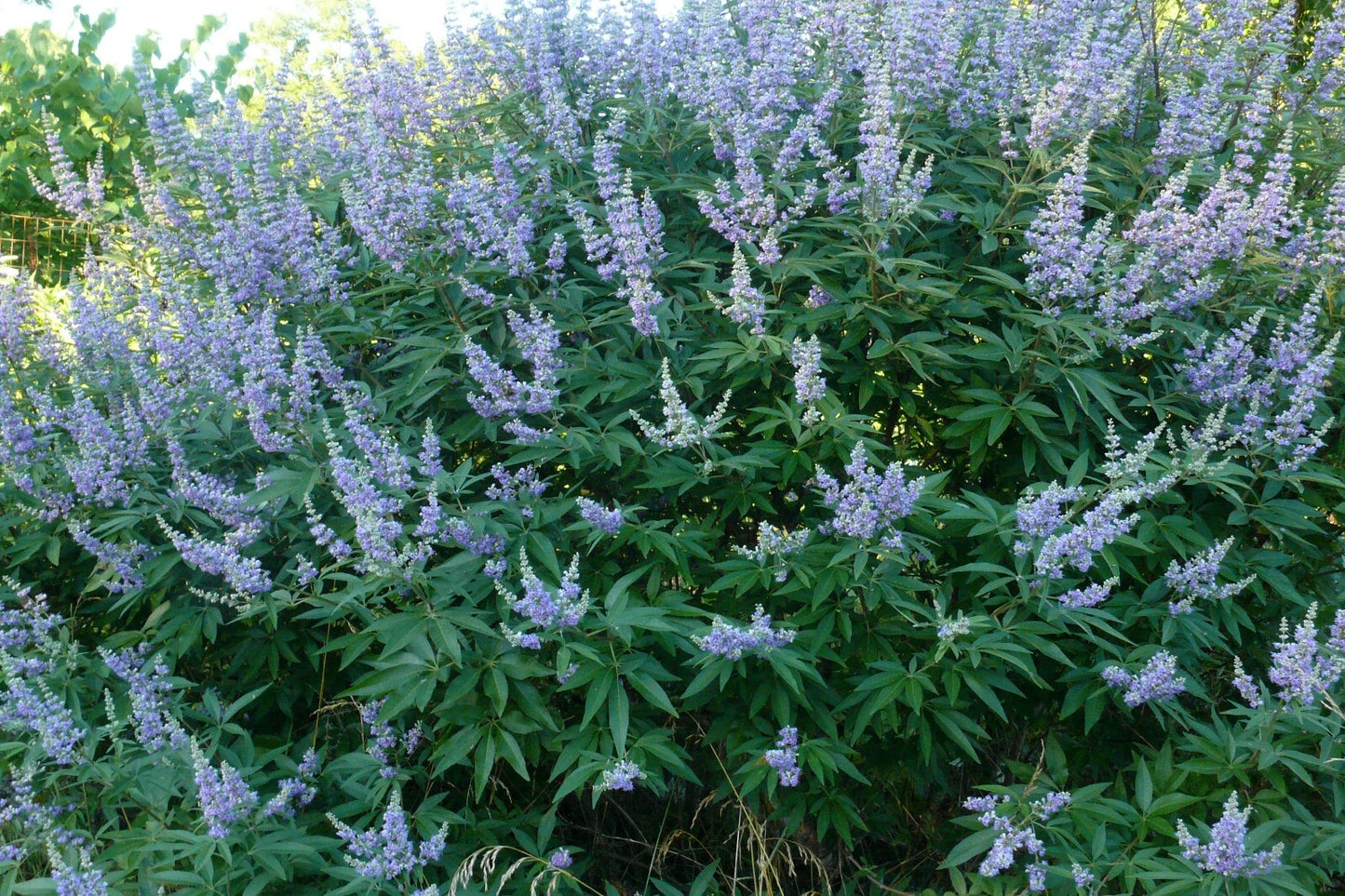 Chaste Tree Bare Root Plant 20-24 Inches Lavender Flowers Bee Friendly Vitex agnus-castus 'Shoal Creek'