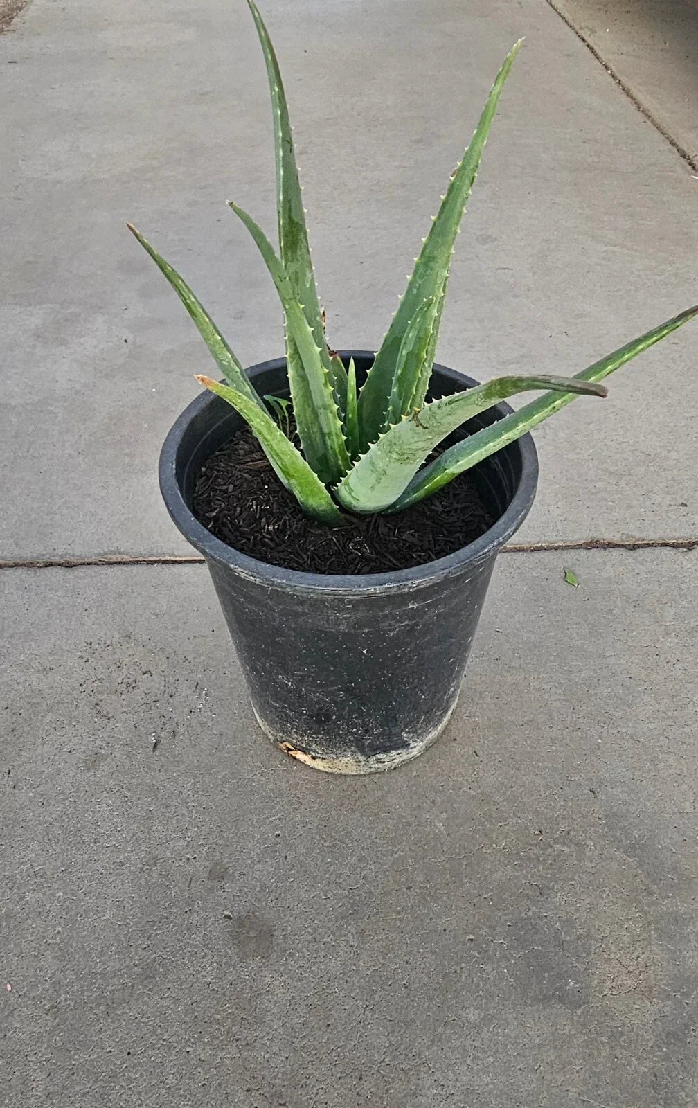 Aloe Vera Plant 5 Gallon Bare Root - Healthy Live Aloe barbadensis miller for Indoor & Outdoor Gardening
