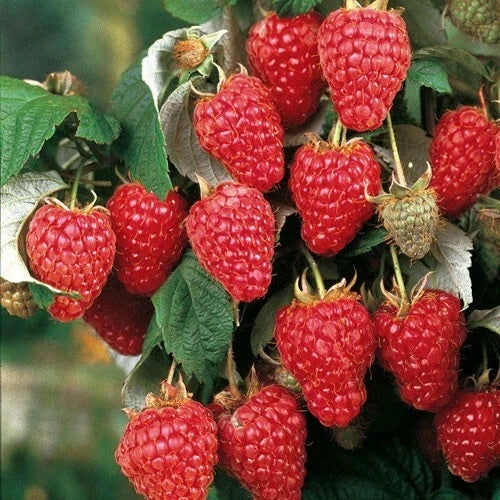 Large Heritage Raspberry Plant | Well-Rooted Rubus idaeus 'Heritage' Starter Plant