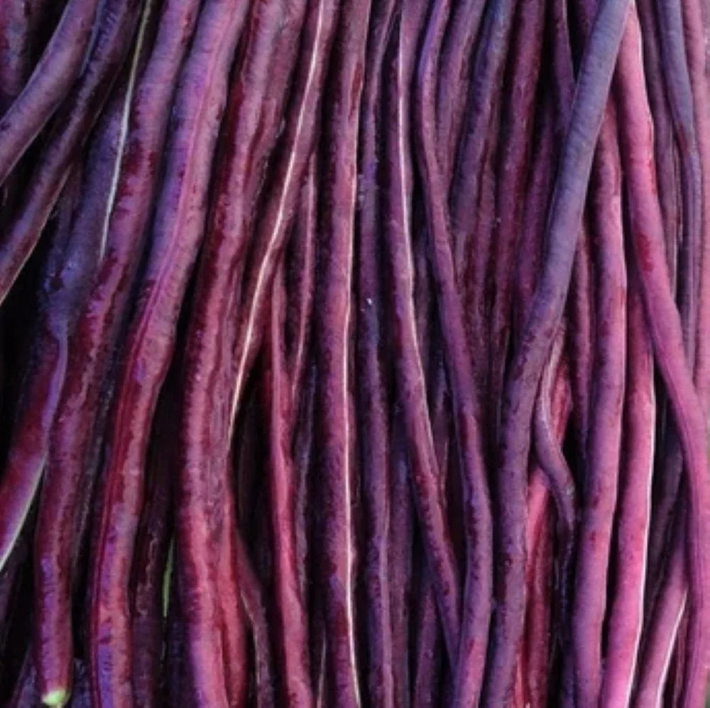 Purple Mart Yard Long Bean Seeds – Organic Heirloom Vigna unguiculata subsp. sesquipedalis, Red Asparagus Edamame Cowpea, Pack of 50 Seeds