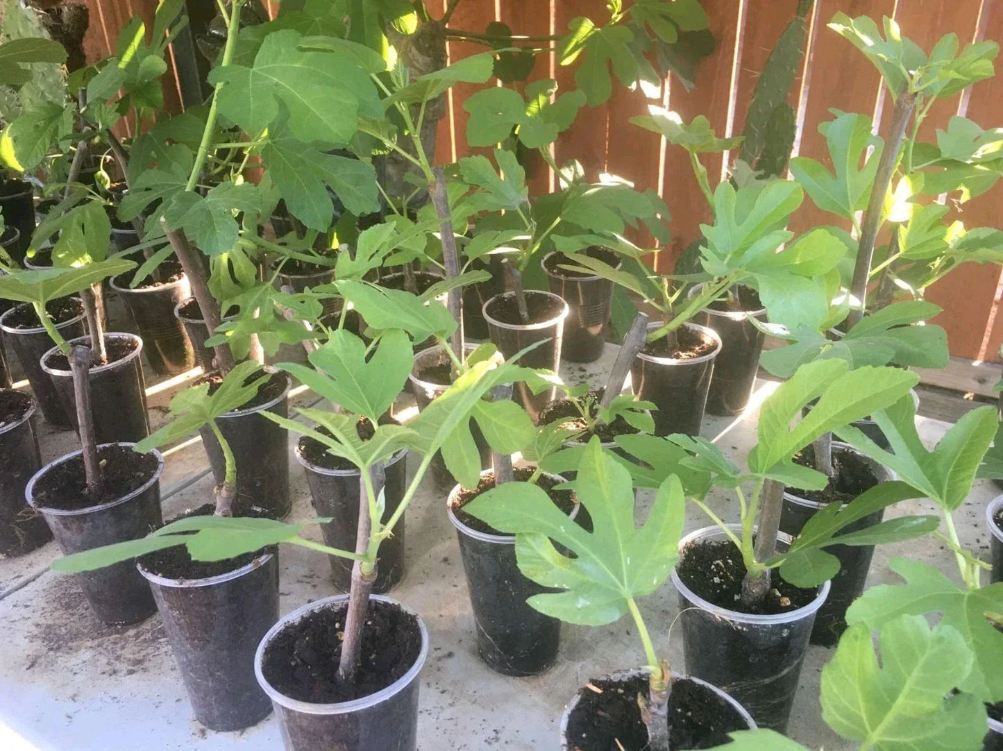Desert King Fig Tree Live Plant - Ficus carica - Edible Fruit for Home Gardens
