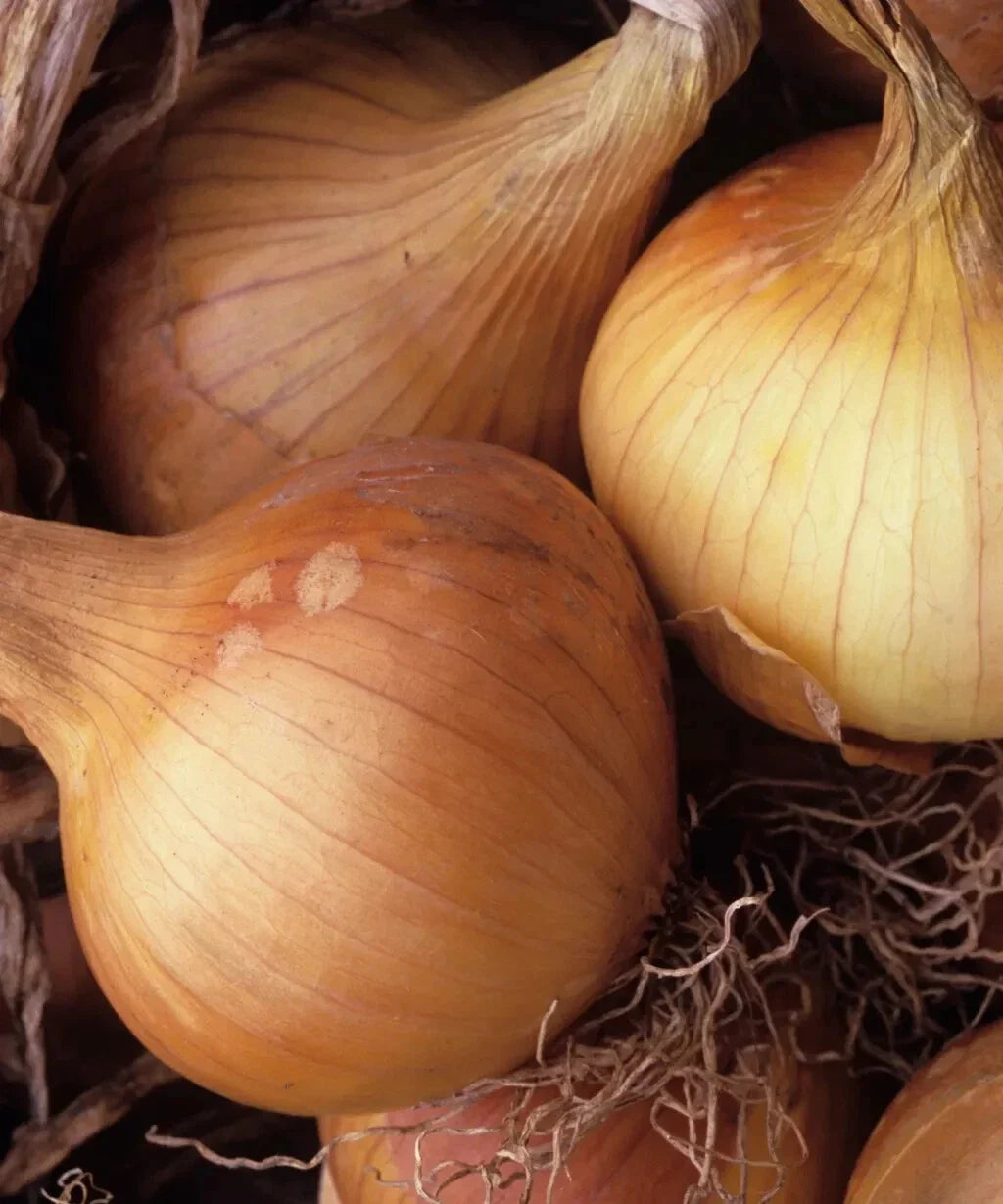 Kelsae Sweet Giant Onion Seeds 500 Allium cepa Heirloom Non-GMO USA Grown Gardening Supplies