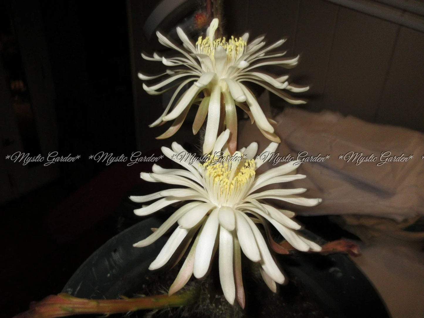 Peniocereus greggii Rare Succulent Plant Pups - Night Blooming Cereus Cactus Variety