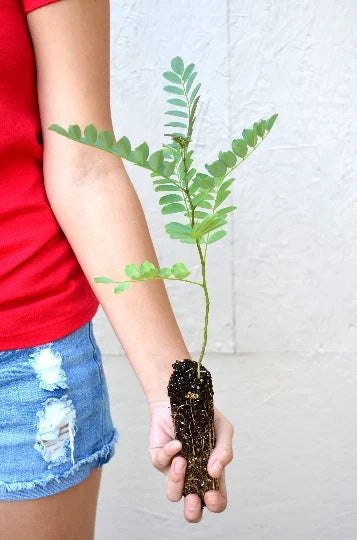 Black Locust Tree Sapling 3-7 Inches Robinia pseudoacacia Fast-Growing Hardy Landscaping Tree