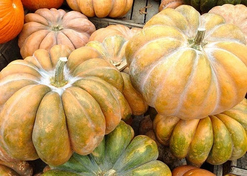 Fairytale Pumpkin Seeds - Heirloom Cucurbita pepo Seeds for Planting