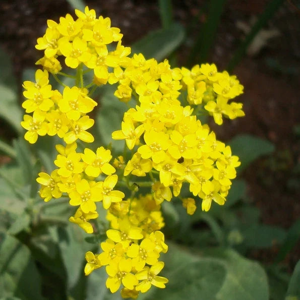 Alyssum Seeds - Yellow Basket Of Gold Heirloom Flower Seeds for Borders & Containers | Alyssum saxatile