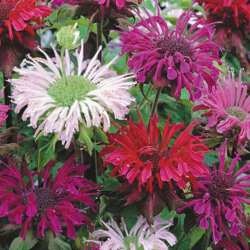 Bee Balm Seeds - Monarda Panorama Mix, Perennial Herb for Pollinators, 25 Seeds, Vibrant Red Pink Purple Flowers