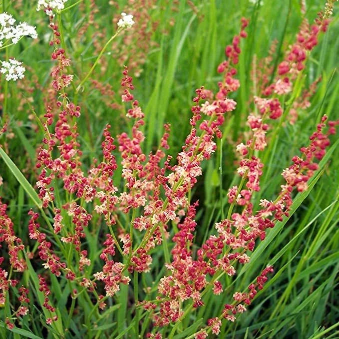 Sheep Sorrel Seeds Packet - Rumex acetosella - Edible Perennial Herb, Fast-Growing, Nutrient-Rich, Culinary Herb, Garden Seeds