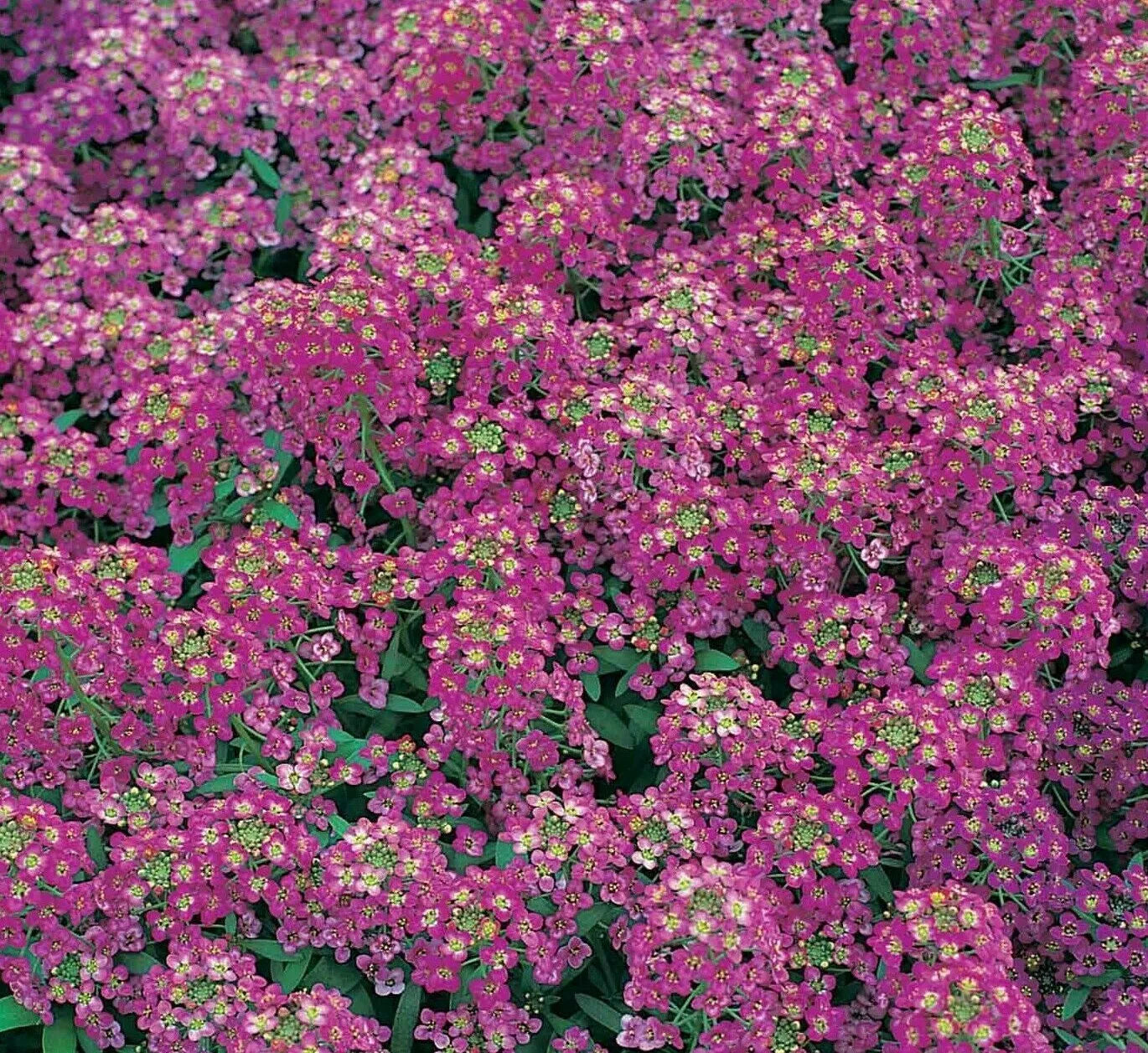 Alyssum Seeds Royal Carpet Purple - 1500+ Bee-Friendly Annual Flowers