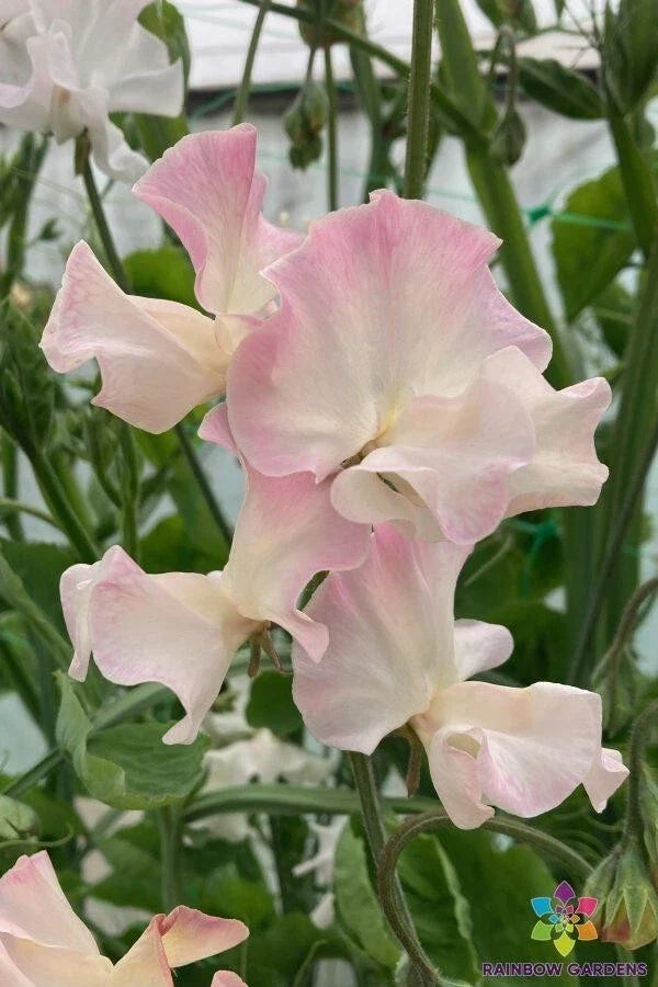Sweet Pea Seeds Pack - Mollie Rilstone Pink & Purple Flowers - Lathyrus odoratus - USA Grown