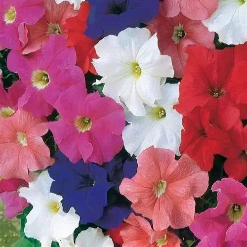 Petunia Seeds 25 Pelleted Dreams Mix Annual Flower Seeds for Garden, Containers, Pollinator Attracting, Petunia × atkinsiana