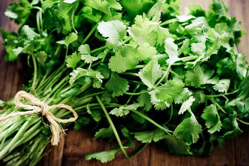 Coriander Seeds for Microgreens - Heirloom Cilantro Bulk Salad Herbs