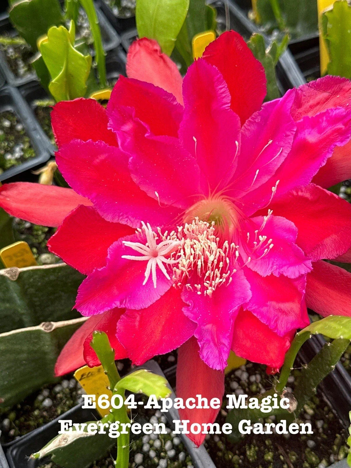 Epiphyllum Orchid Cactus Apache Magic in 4” Starter Pot | Unique Tropical Houseplant