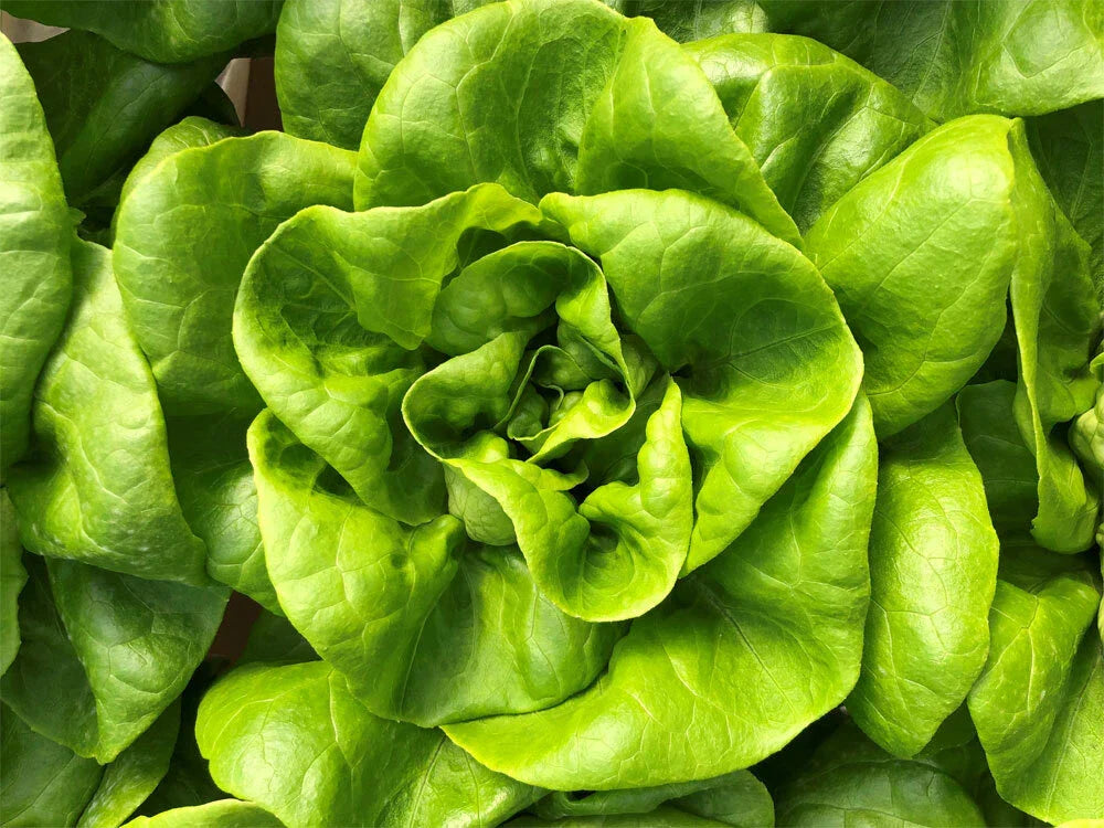 Bibb Butterhead Lettuce Seeds 600+ Non-GMO USA Seller - Heirloom Vegetable Seeds