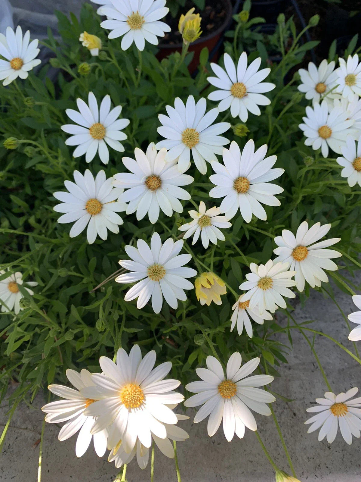 Cream and Yellow African Daisy Plant - Osteospermum in 6 Inch Pot