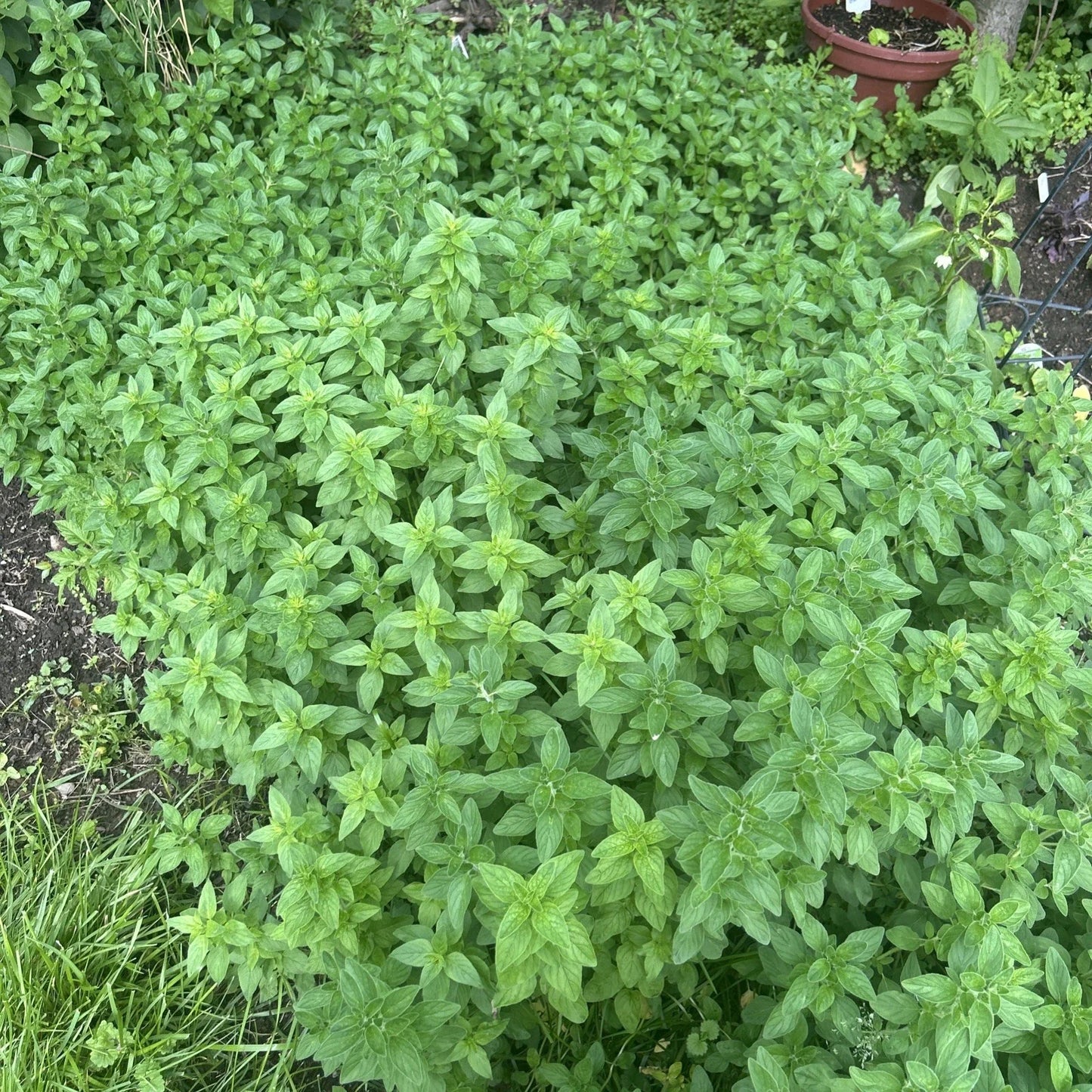 Rooted Oregano Plants - Bare Root Herb - Mediterranean Origanum vulgare - 5 Pack