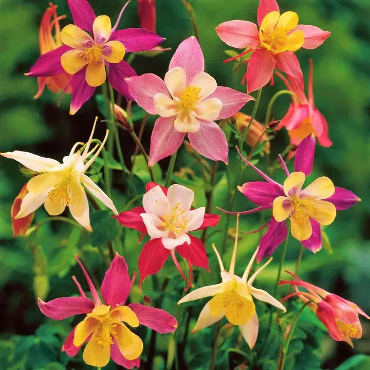 Columbine Seeds - McKana Giants Mix - AAS Winner - Aquilegia vulgaris - Perennial Flower Seeds for Garden, Borders, and Cuttings