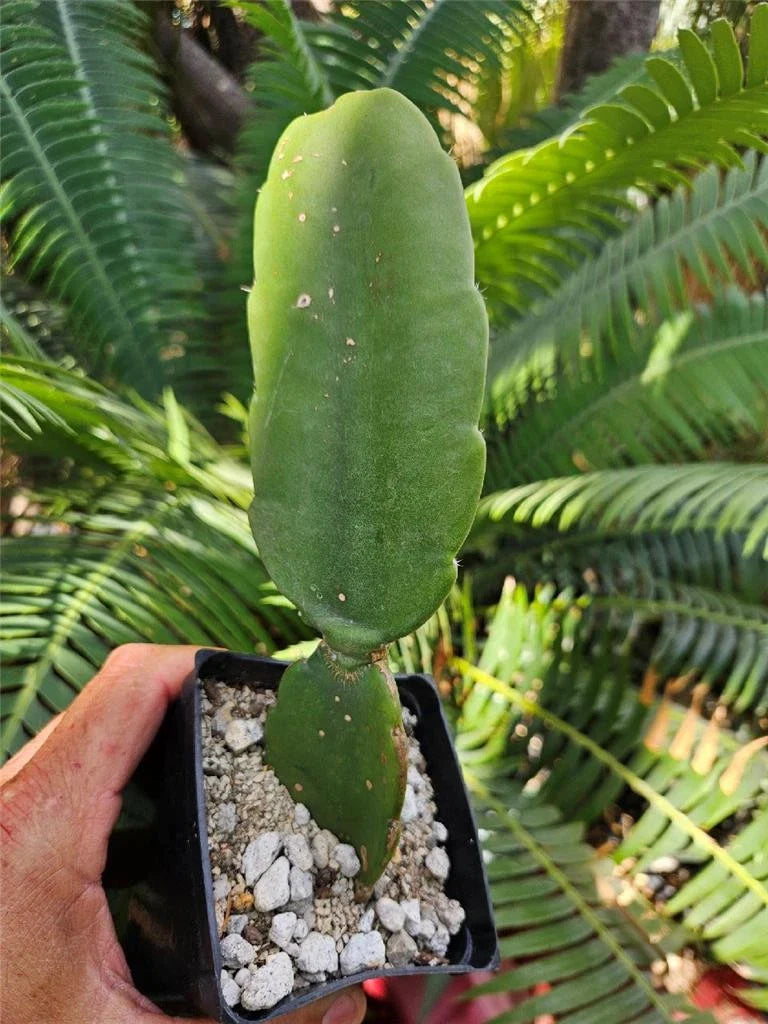 Rooted Dendrocereus Nudiflorus Cactus Cutting - Unique Columnar Succulent for Indoor & Outdoor Gardens