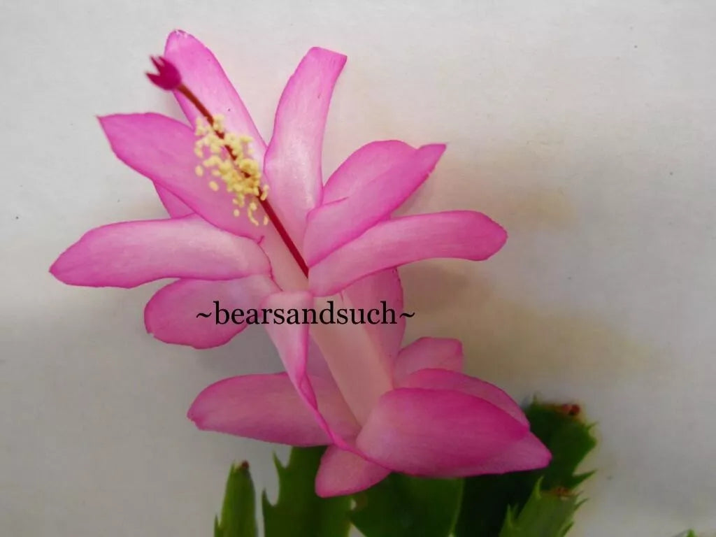 Schlumbergera Starter Plant - Thor Caroline Christmas Cactus - Indoor Houseplant with Vibrant Blooms