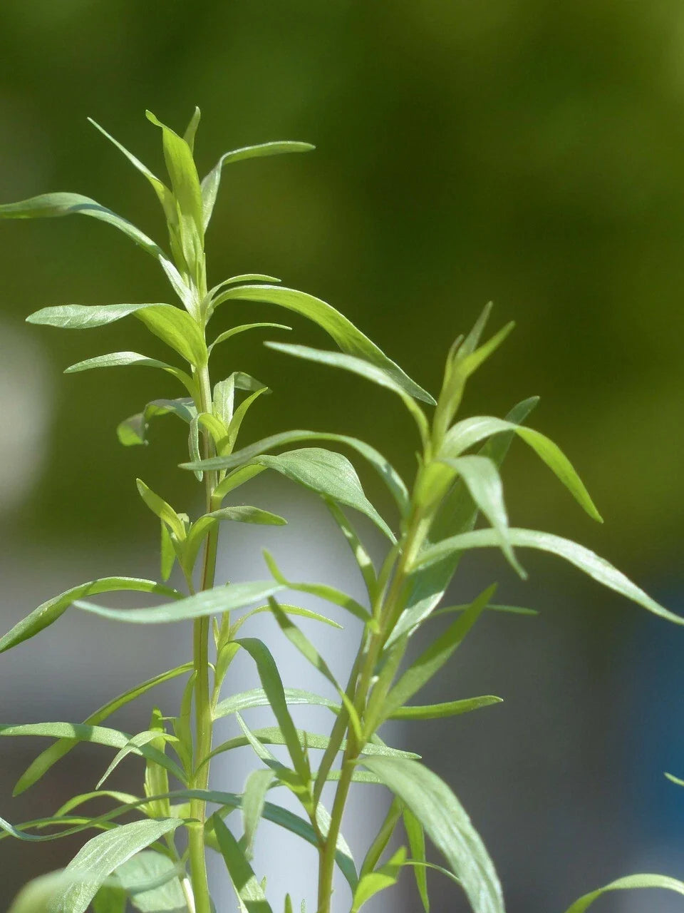 Tarragon Seeds 200 Count Artemisia dracunculus Organic Culinary Herb for Gardening and Cooking