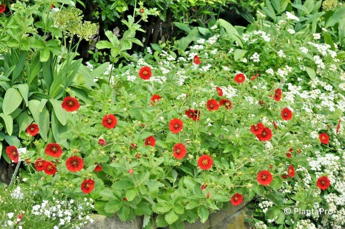 Scarlet Cinquefoil Seeds - Potentilla fruticosa Perennial Shrub - Native Compact Flowering Plant - 100+ Seeds