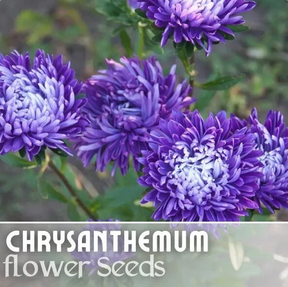 Chrysanthemum Seeds - 200+ Regal Relic Mum Flower Seeds - Annual Garden Planting - Chrysanthemum morifolium