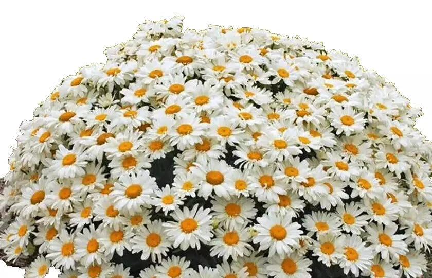 Set of 5 Shasta Daisy Plants Bare Roots Perennials White Flowers Leucanthemum Ã— superbum for Garden, Landscape, Outdoor
