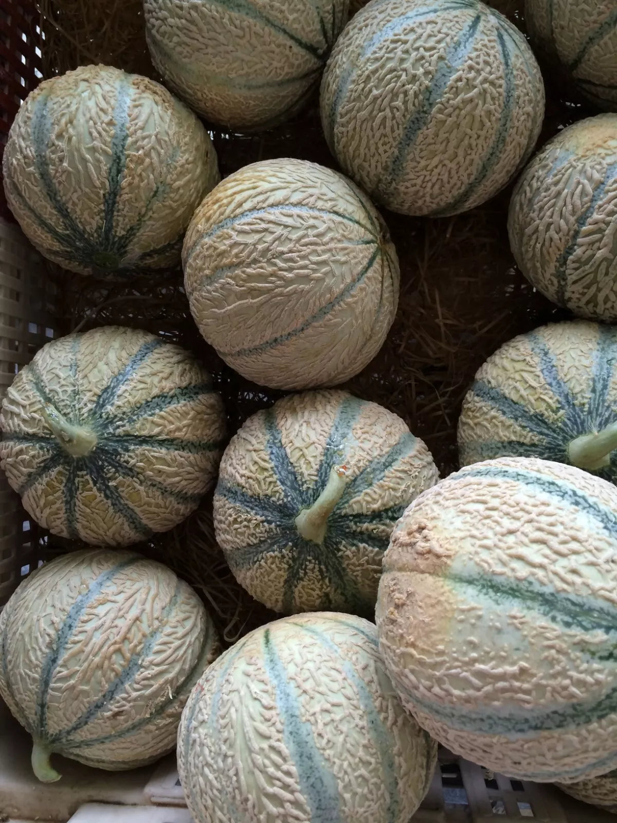 Hearts of Gold Cantaloupe Seeds – Heirloom Non-GMO Melon Seeds for Home Garden, Cucumis melo, Juicy Orange Flesh, Vining, 50+ Seeds